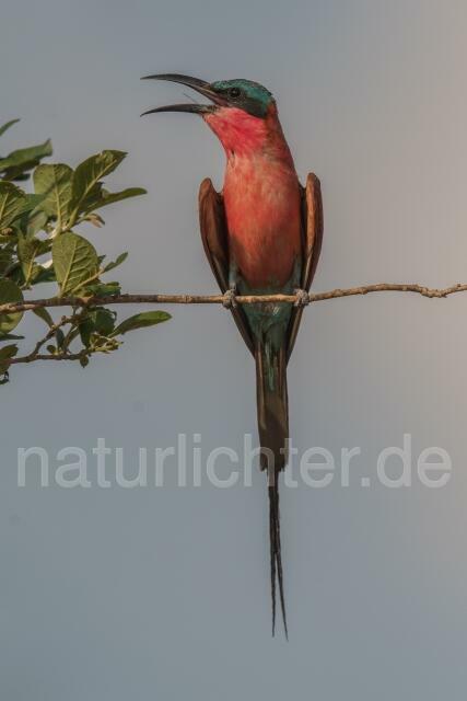 W20957 Scharlachspint,Southern Carmine Bee-eater