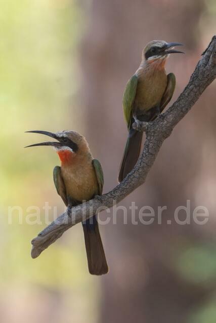 W20965 Weißstirnspint,White-fronted Bee-eater