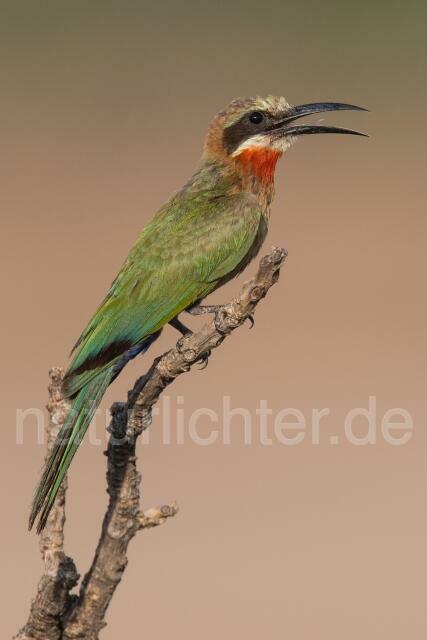 W20966 Weißstirnspint,White-fronted Bee-eater