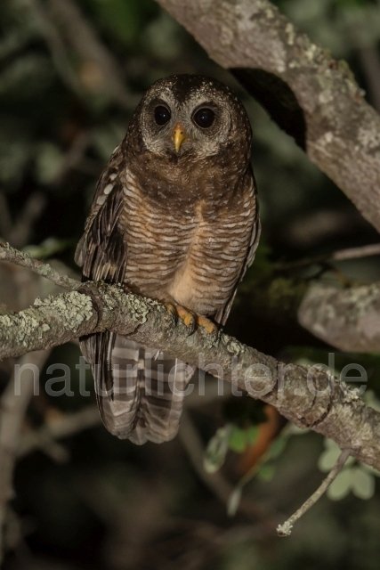 W20993  Afrikanischer Waldkauz,African Wood Owl - Peter Wächtershäuser
