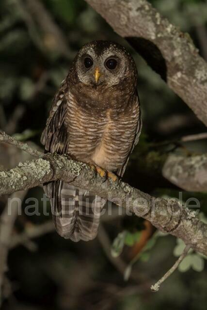 W20993  Afrikanischer Waldkauz,African Wood Owl