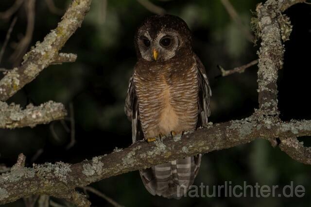 W20994  Afrikanischer Waldkauz,African Wood Owl - Peter Wächtershäuser
