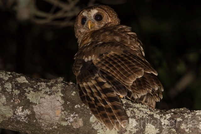 W20996  Afrikanischer Waldkauz,African Wood Owl - Peter Wächtershäuser
