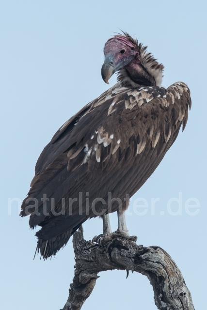 W21013 Ohrengeier,Lappet-faced Vulture