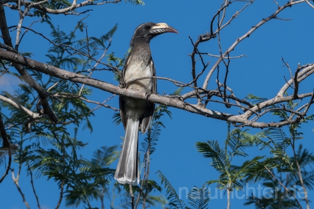 W21036 Grautoko,African Grey Hornbill - Peter Wächtershäuser