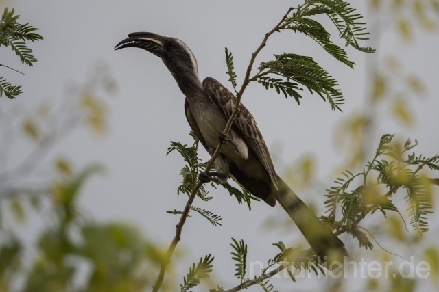 W21037 Grautoko,African Grey Hornbill - Peter Wächtershäuser