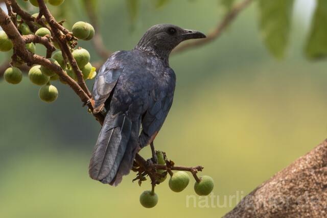 W21187 Rotschwingenstar,African Red-winged Starling