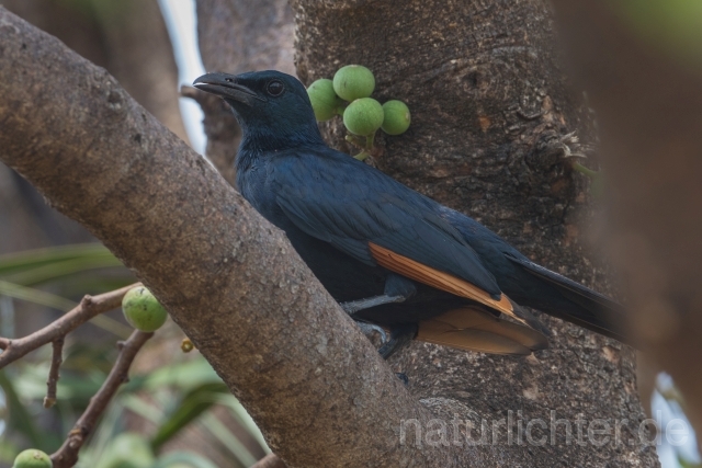 W21189 Rotschwingenstar,African Red-winged Starling
