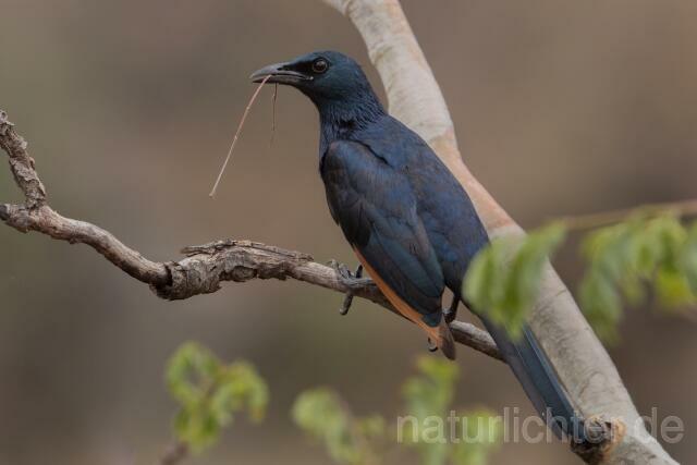 W21190 Rotschwingenstar,African Red-winged Starling
