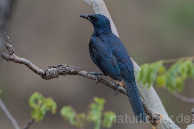 W21192 Rotschwingenstar,African Red-winged Starling