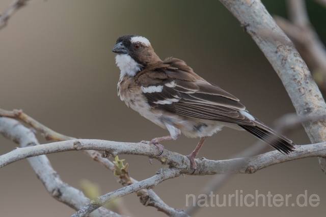 W21339 Weißbrauenweber,White-browed Sparrow-Weaver - Peter Wächtershäuser