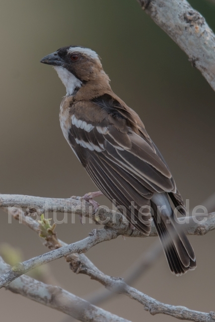 W21340 Weißbrauenweber,White-browed Sparrow-Weaver