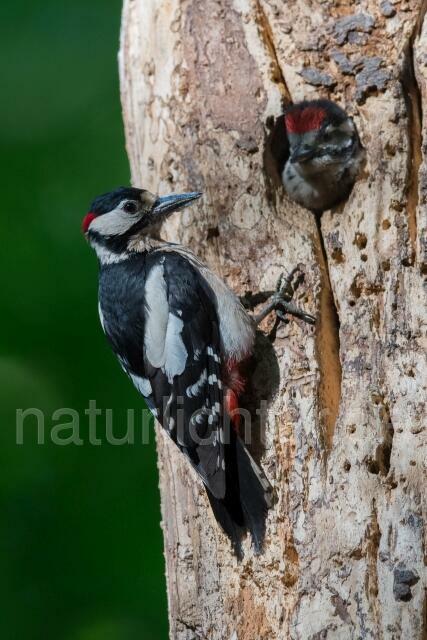 W21605 Buntspecht,Great Spotted Woodpecker - Peter Wächtershäuser