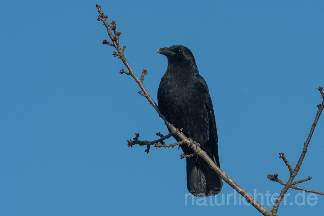 W21703 Rabenkrähe,Carrion Crow