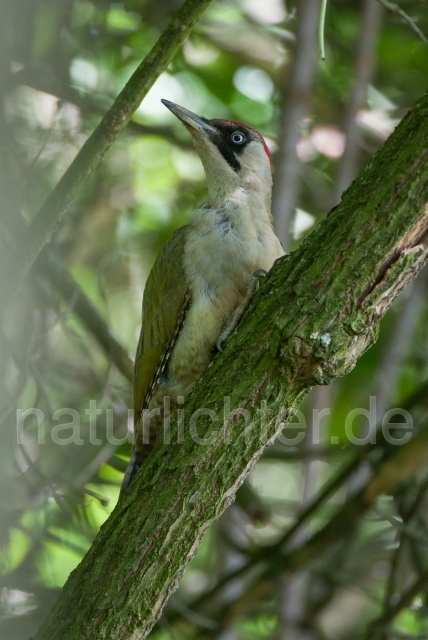 W21817 Grünspecht,Green Woodpecker