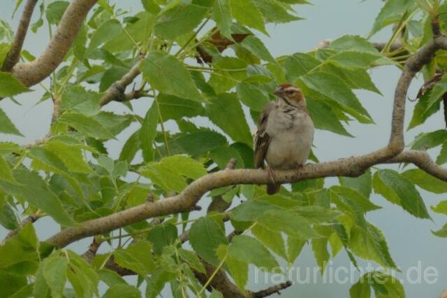 W3171 Braunwangenmahali, Chestnut-crowned Sparrow Weaver - Peter Wächtershäuser