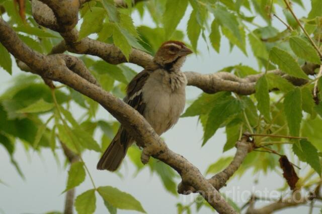 W3173 Braunwangenmahali, Chestnut-crowned Sparrow Weaver - Peter Wächtershäuser