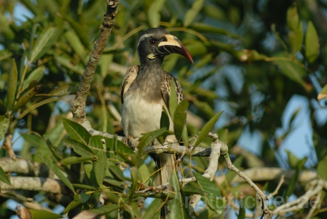W3228 Grautoko,African Grey Hornbill - Peter Wächtershäuser