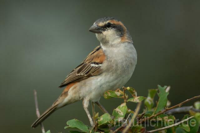 W3330 Keniasperling,Kenya Rufous Sparrow - Peter Wächtershäuser