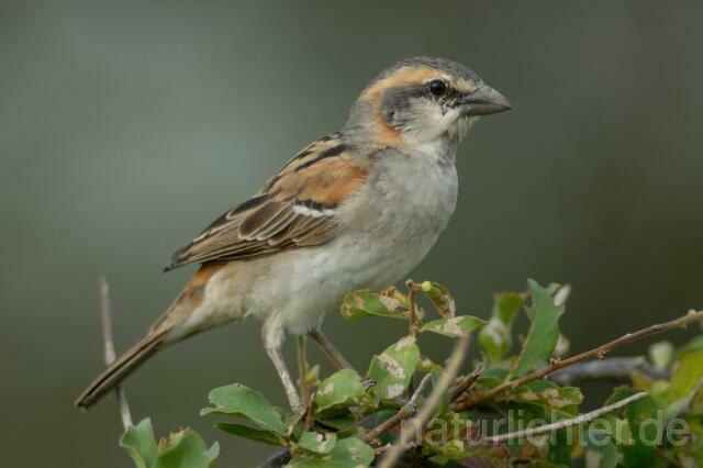 W3331 Keniasperling,Kenya Rufous Sparrow - Peter Wächtershäuser