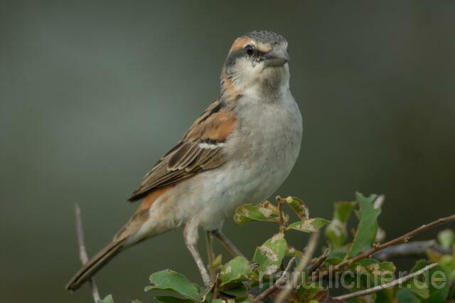 W3332 Keniasperling,Kenya Rufous Sparrow - Peter Wächtershäuser