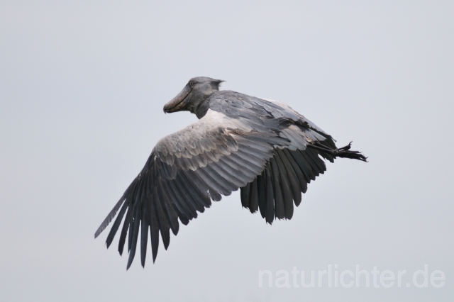 W3359 Schuhschnabel,Shoebill - Peter Wächtershäuser