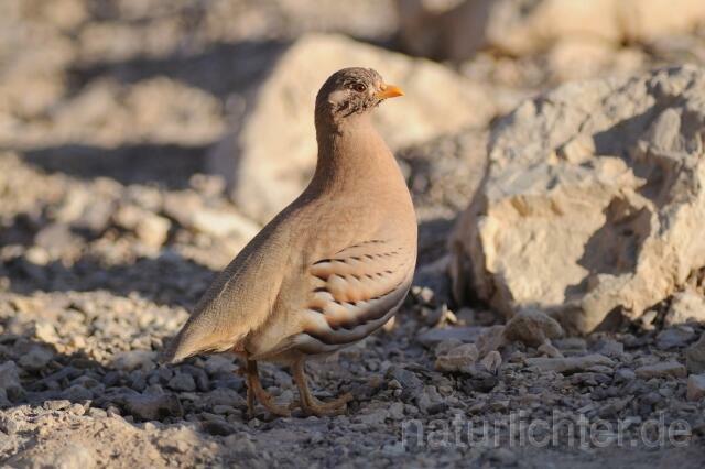 W3530 Arabisches Wüstenhuhn,Sand Partridge