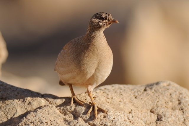 W3532 Arabisches Wüstenhuhn,Sand Partridge - Peter Wächtershäuser