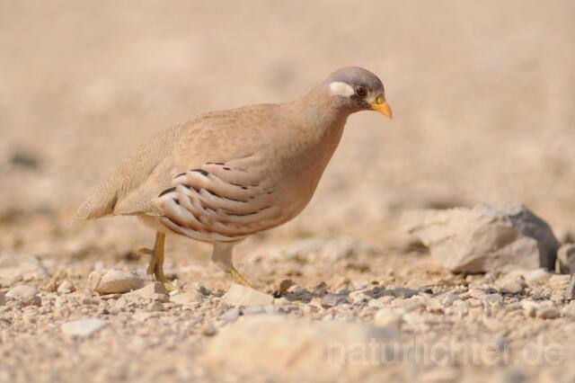 W3539 Arabisches Wüstenhuhn,Sand Partridge