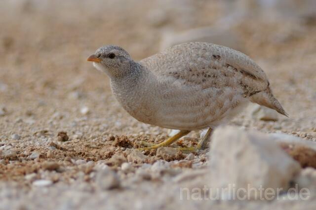 W3541 Arabisches Wüstenhuhn,Sand Partridge
