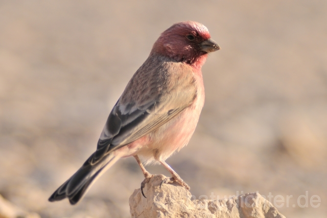 W3616 Einödgimpel,Sinai Rosefinch - Peter Wächtershäuser