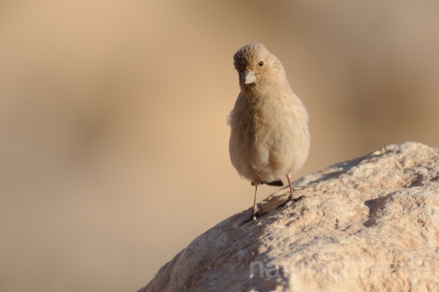 W3619 Einödgimpel,Sinai Rosefinch - Peter Wächtershäuser