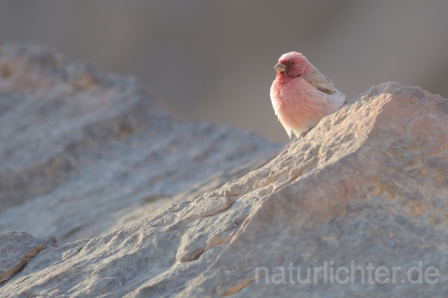 W3621 Einödgimpel,Sinai Rosefinch - Peter Wächtershäuser