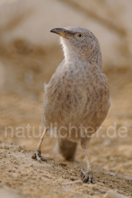 W3662 Graudrossling,Arabian Babbler - Peter Wächtershäuser
