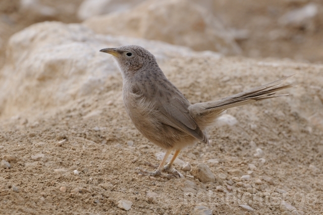 W3667 Graudrossling,Arabian Babbler - Peter Wächtershäuser