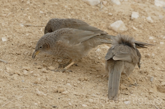 W3670 Graudrossling,Arabian Babbler - Peter Wächtershäuser