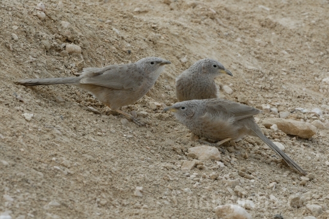 W3673 Graudrossling,Arabian Babbler - Peter Wächtershäuser