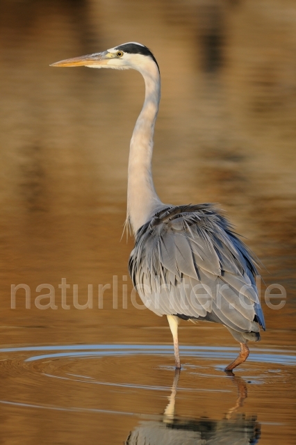 W3710 Graureiher,Grey Heron - Peter Wächtershäuser