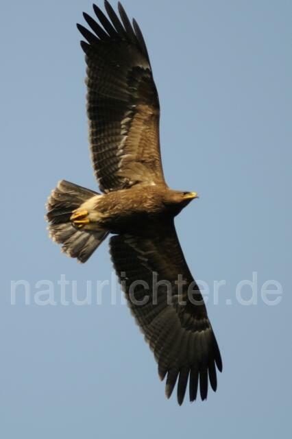 W3912 Schelladler,Greater Spotted Eagle - Peter Wächtershäuser