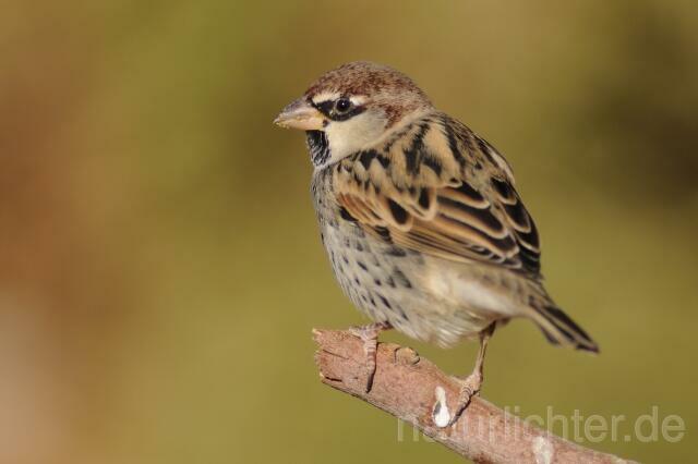 W4141 Weidensperling,Spanish Sparrow - Peter Wächtershäuser