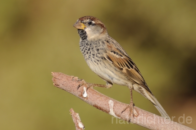 W4142 Weidensperling,Spanish Sparrow - Peter Wächtershäuser