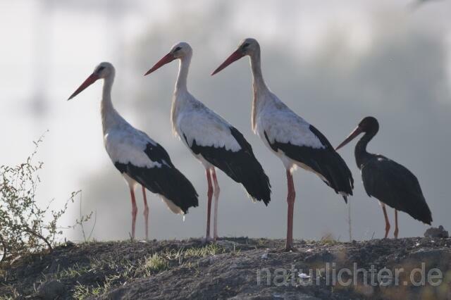 W4144 Weißstorch,White Stork - Peter Wächtershäuser
