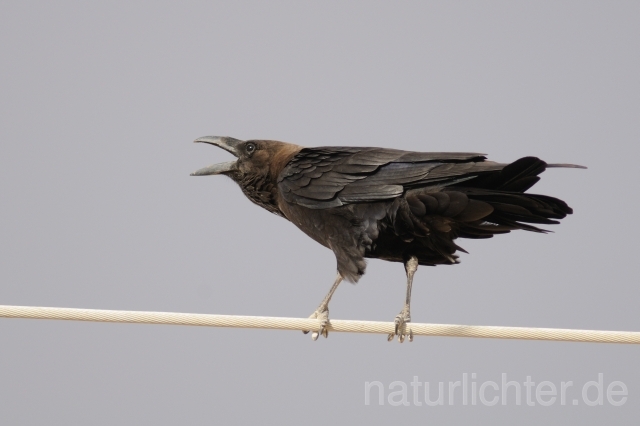 W4161 Wüstenrabe,Brown-necked Raven - Peter Wächtershäuser