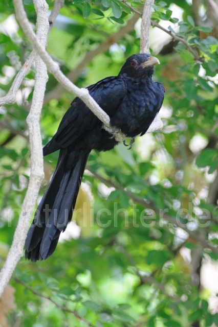 W4415 Indischer Koel,Koel - Peter Wächtershäuser