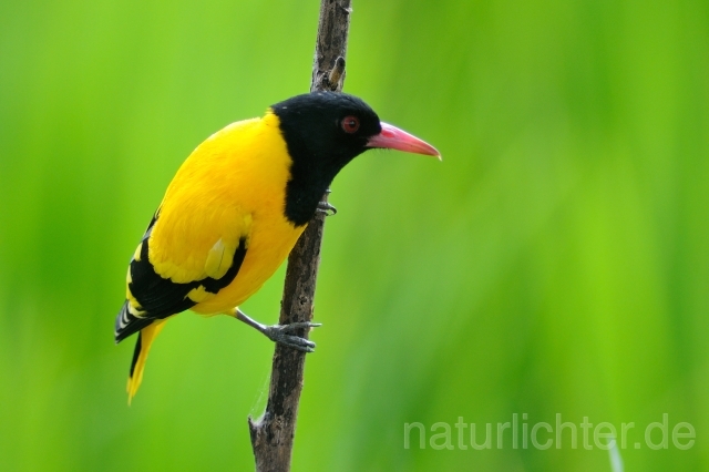 W4436 Schwarzkopfpirol,Asian Black-headed Oriole - Peter Wächtershäuser