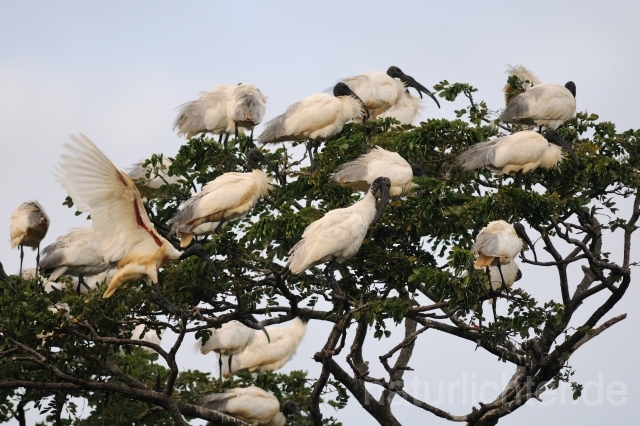 W4448 Schwarzhalsibis,Black-headed Ibis - Peter Wächtershäuser