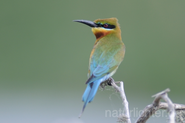 W4465 Blauschwanzspint,Blue-tailed Bee-eater - Peter Wächtershäuser