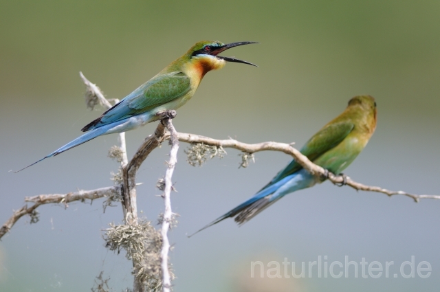 W4466 Blauschwanzspint,Blue-tailed Bee-eater - Peter Wächtershäuser