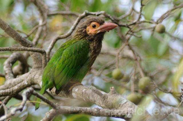 W4490 Braunkopf-Bartvogel,Brown-headed Barbet - Peter Wächtershäuser