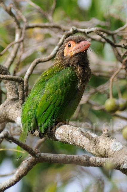 W4491 Braunkopf-Bartvogel,Brown-headed Barbet - Peter Wächtershäuser